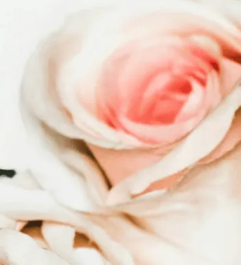 Soft pink garden bloom
