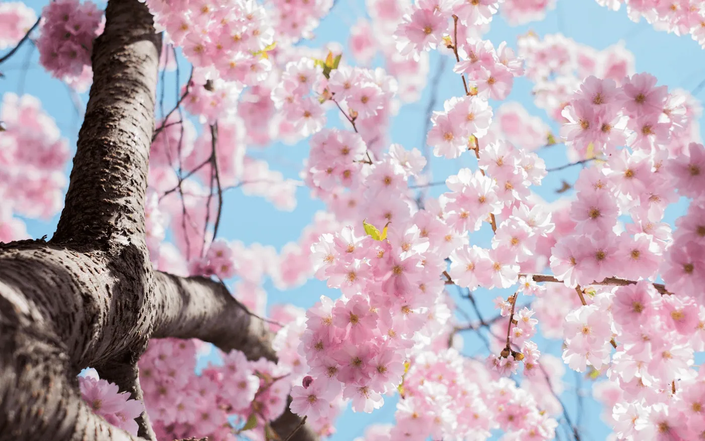 Cherry blossom in full bloom