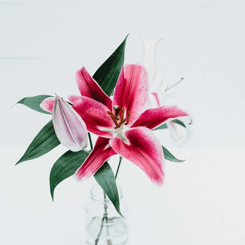 White lily bloom